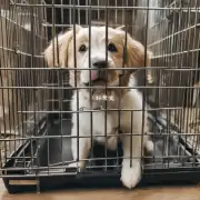 如何在训练过程中鼓励狗积极使用笼子?