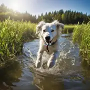 如何帮助狗狗减少对水的恐惧?