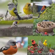 如何才能让鸟在没有食物的情况下保持健康?