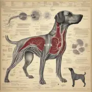 狗肾脏中的哪些血管?