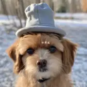 小毛球狗为什么要戴帽子?
