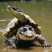 鳄鱼龟为什么要用水而不是其他动物的运输方式?