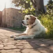 狗晒太阳对宠物健康的影响如何改变?