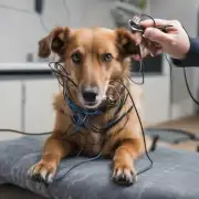 如何治疗狗狗被电的损伤?