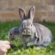 小兔在断奶过程中有什么感觉?