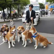 日本柴犬的训练方法如何?