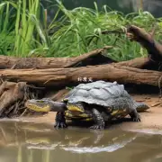 鳄鱼龟为什么要用水而不是其他动物的储存方式?