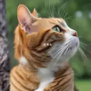 猫叫声如何与其他动物的交流方式联系?