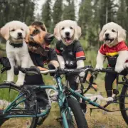 以德牧幼犬多久开始练习骑行?
