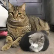 小公猫为什么肚子会变大或变小?