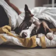狗在床上撒尿时如何处理撒尿?