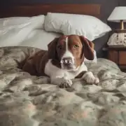 狗在床上撒尿的频率是多少?