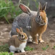 小兔为什么要断奶?