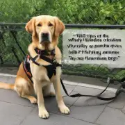 金毛犬导盲犬的定义是什么?