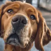 狗为什么要生鼻子?