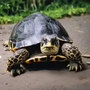 不同食物的对乌龟冬眠的影响是什么?