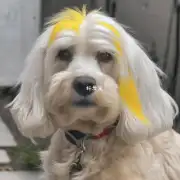 狗白毛发黄是如何传播的?
