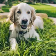 如何知道狗狗是否吃草?
