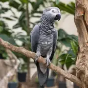 不同种类的 African grey parrot 的断奶时间如何?