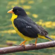 如何让黄鸟学会在空中保持平衡?