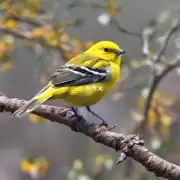 如何让黄鸟学会如何控制飞速?