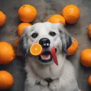 为什么狗不喜欢橘子?