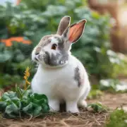 小兔如何保持健康的生活方式?