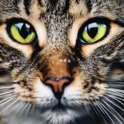 为什么猫的眼睛会闪烁?