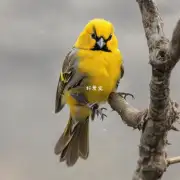 如何用简单的方法让黄鸟学会飞?