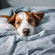 狗在床上撒尿时如何避免感染?