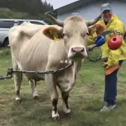 牛的重量是多少?