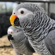 不同年龄的 African grey parrot 的断奶时间如何?