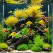 鱼缸水草发黄如何改善水生生物的生长?