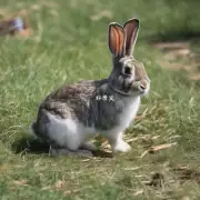 rabbit 的脚上有哪些不同的结构?