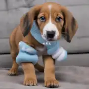 如何用袜子打造一只小狗的表情?