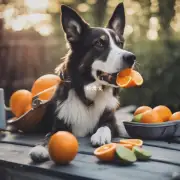 为什么狗不喜欢吃橘子的外观?