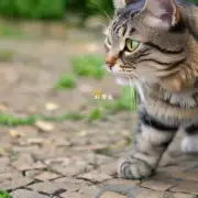 猫叫声的特点是什么?