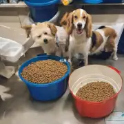 3个月狗狗喂多少量的狗粮?