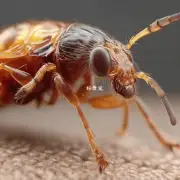 跳蚤如何传播给动物?