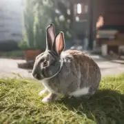 兔子如何确保自己不会受到刺激性视觉?