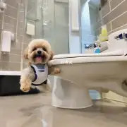 如何使用不同的训练方法来帮助泰迪狗狗上厕所?