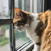 如何才能用最安全的方法防止猫咪抓破纱窗?