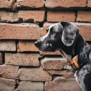 为什么狗狗喜欢墙?
