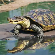 鳄鱼龟为什么要用水而不是其他动物的繁殖方式?