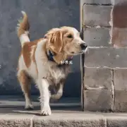 为什么狗狗会用墙来玩耍?