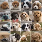如何将小狗图片转换为不同风格的图像?