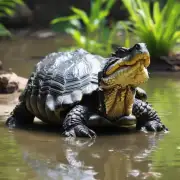 鳄鱼龟为什么要用水而不是其他动物的食物来源?