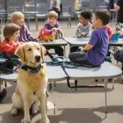 金毛犬导盲犬的特殊需求有哪些?