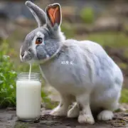 小兔吃奶的来源?