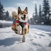 狗狗在下雪中有哪些与运动相关的感受?